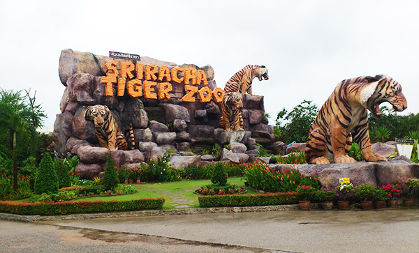 sriracha tiger zoo in thailand